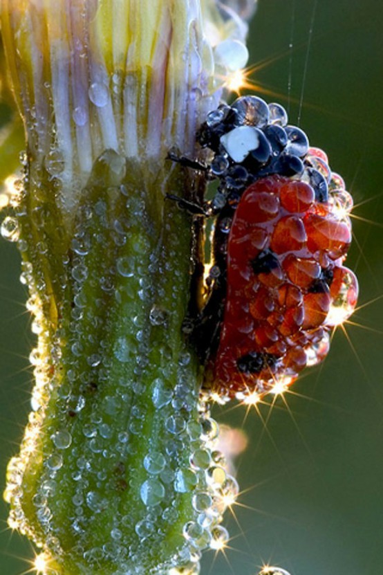 Photo:  Little ladybug after a shower